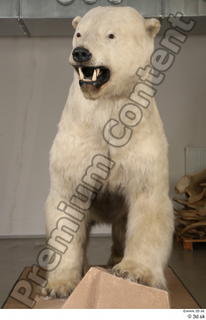 Polar bear whole body 0003.jpg